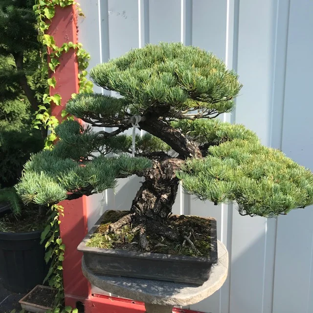 Pinus pentaphylla
