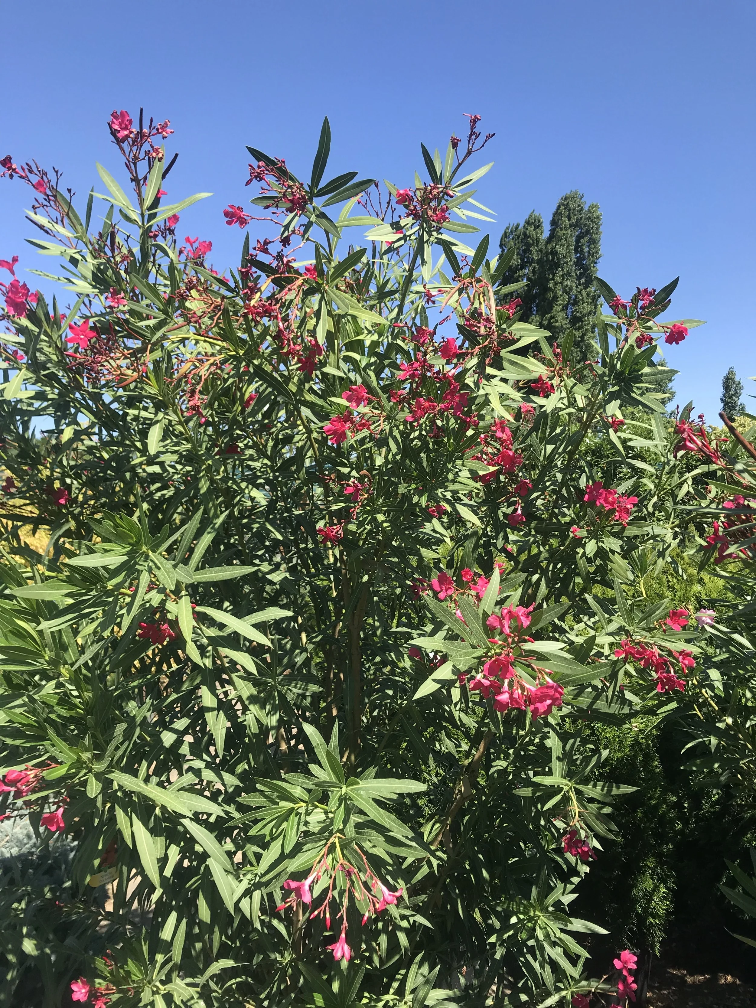 IMG_6971.jpeg
