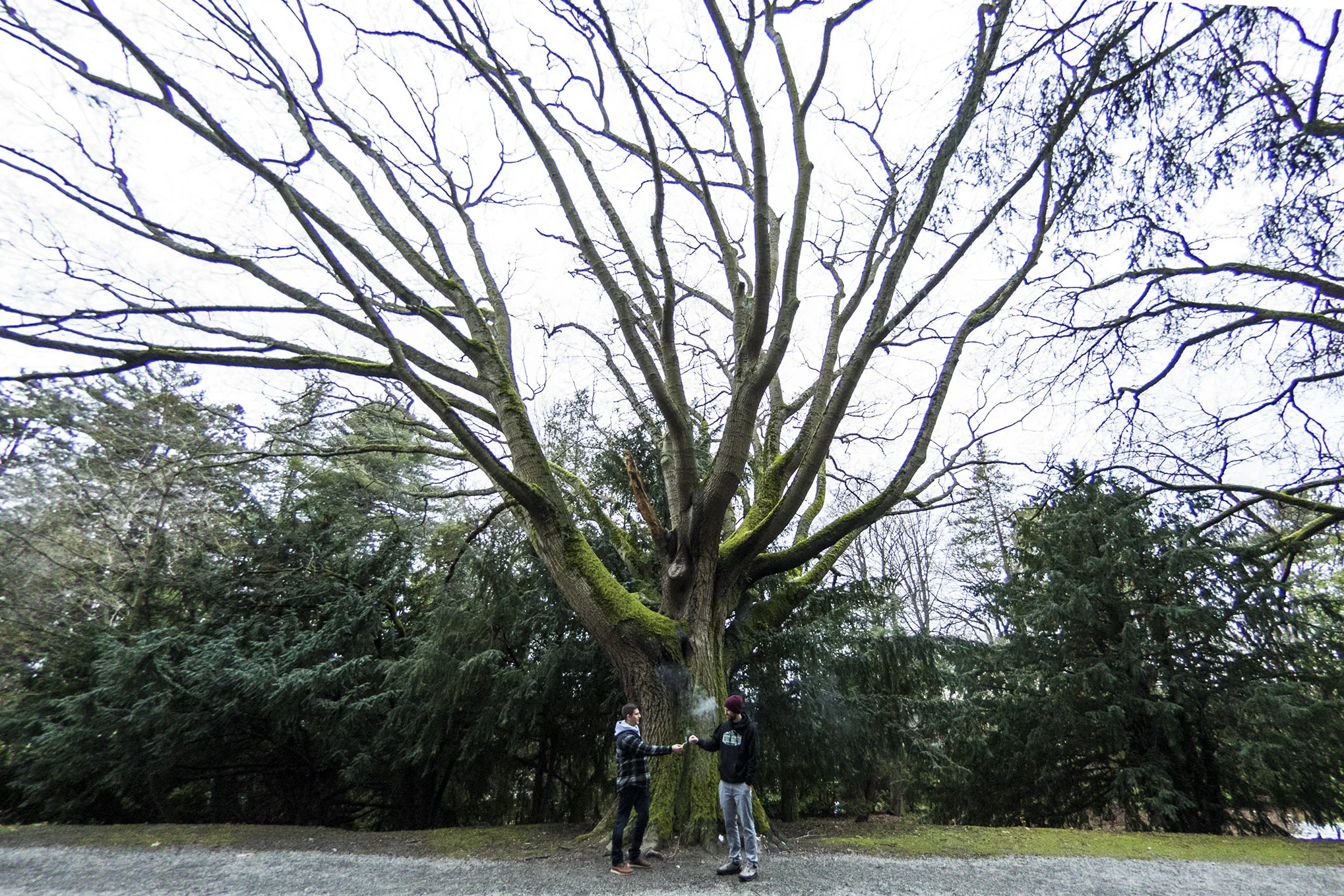 Enjoying the Seattle Trees At Volunteer Park