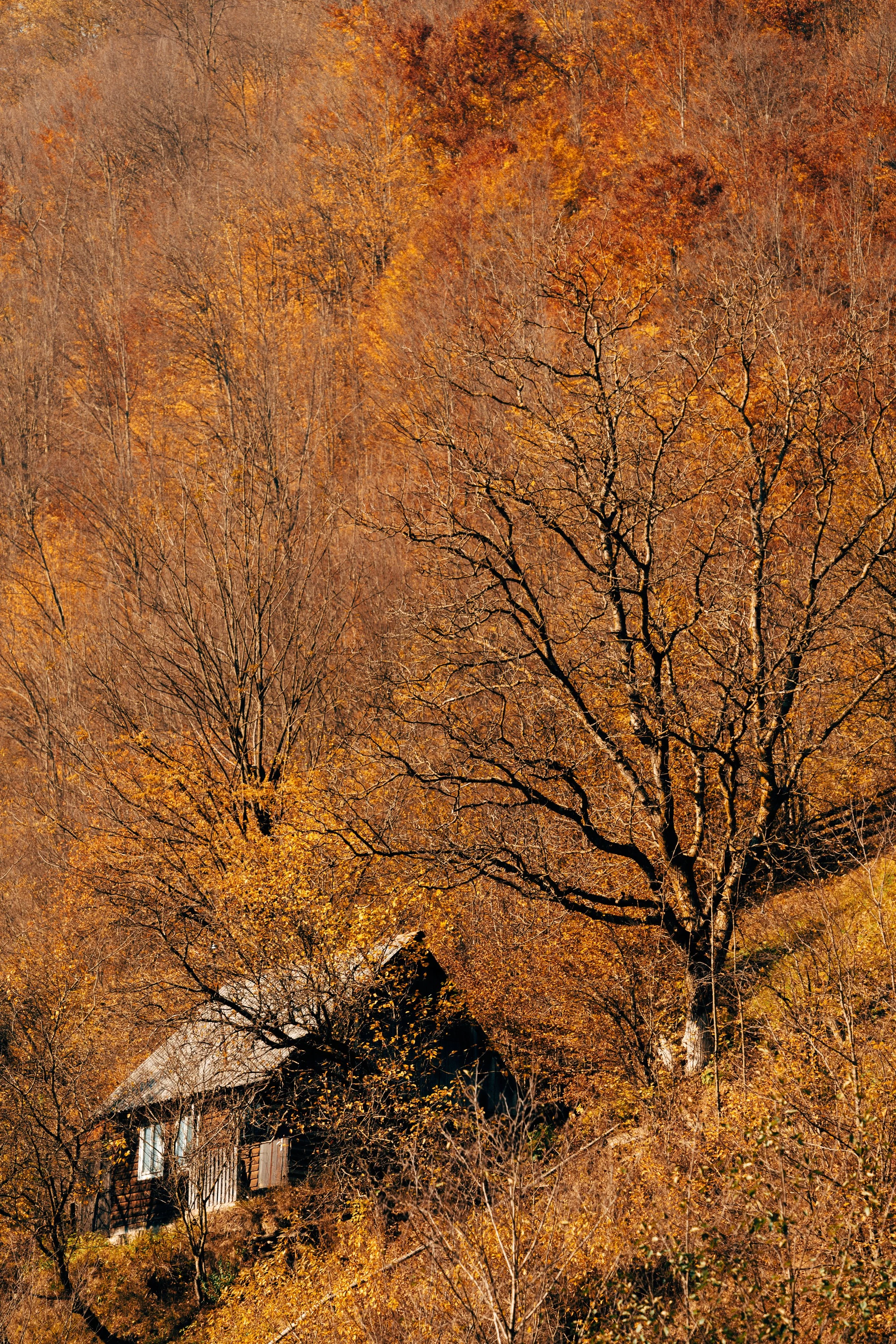 cabin in bright trees.jpg