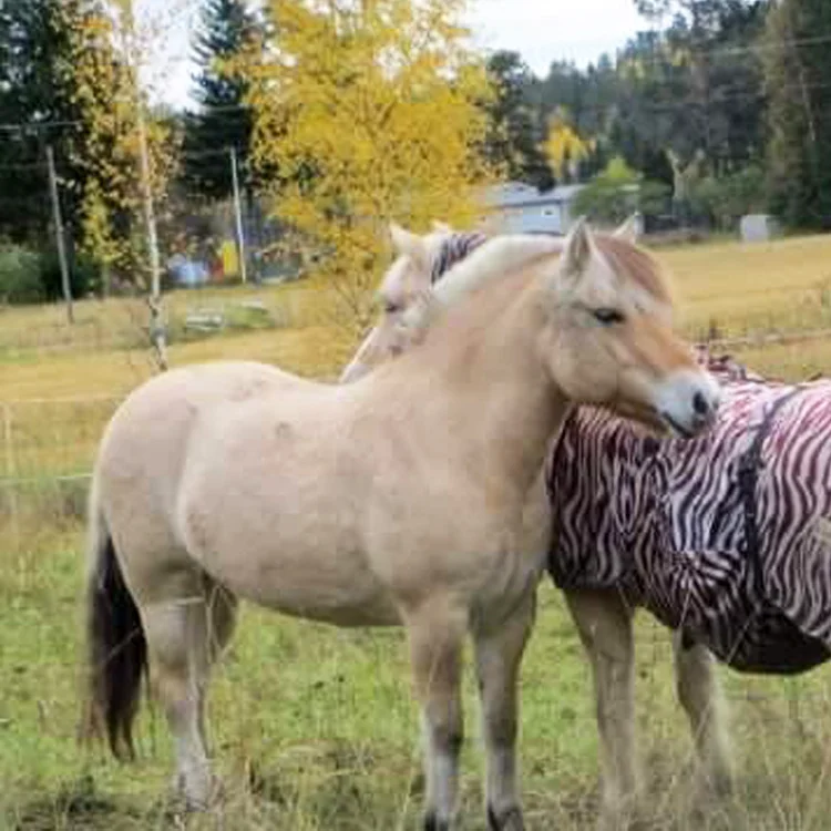 palvelut - ennaltaehkäisevä - loishäätö.jpeg
