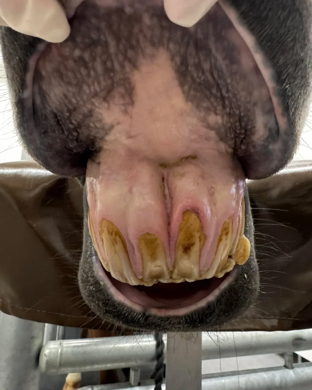 Jos olet seurannut joulukalenteria aiempina vuosina tied&auml;t jo, ett&auml; EOTRH-tautihan se n&auml;it&auml; kuvien hevosia vaivaa. 

T&auml;m&auml; yleinen vanhempien hevosten etuhampaiden sairaus on hyvinvointiongelma aiheuttamalla kipua ja t&au