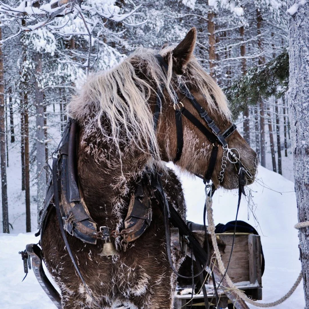 Tuntematon hevonen 

Meill&auml; oli ennen vanhaan Maija-hevonen, 
markkinoilta aikoinaan is&auml; hankki sen. 
Vetoty&ouml;t se aikoinaan tilalla hoiteli, 
kun heinill&auml; ja kauroilla sen kuntoon voiteli. 

Yksi sill&auml; hiukan erikoinen oli ta