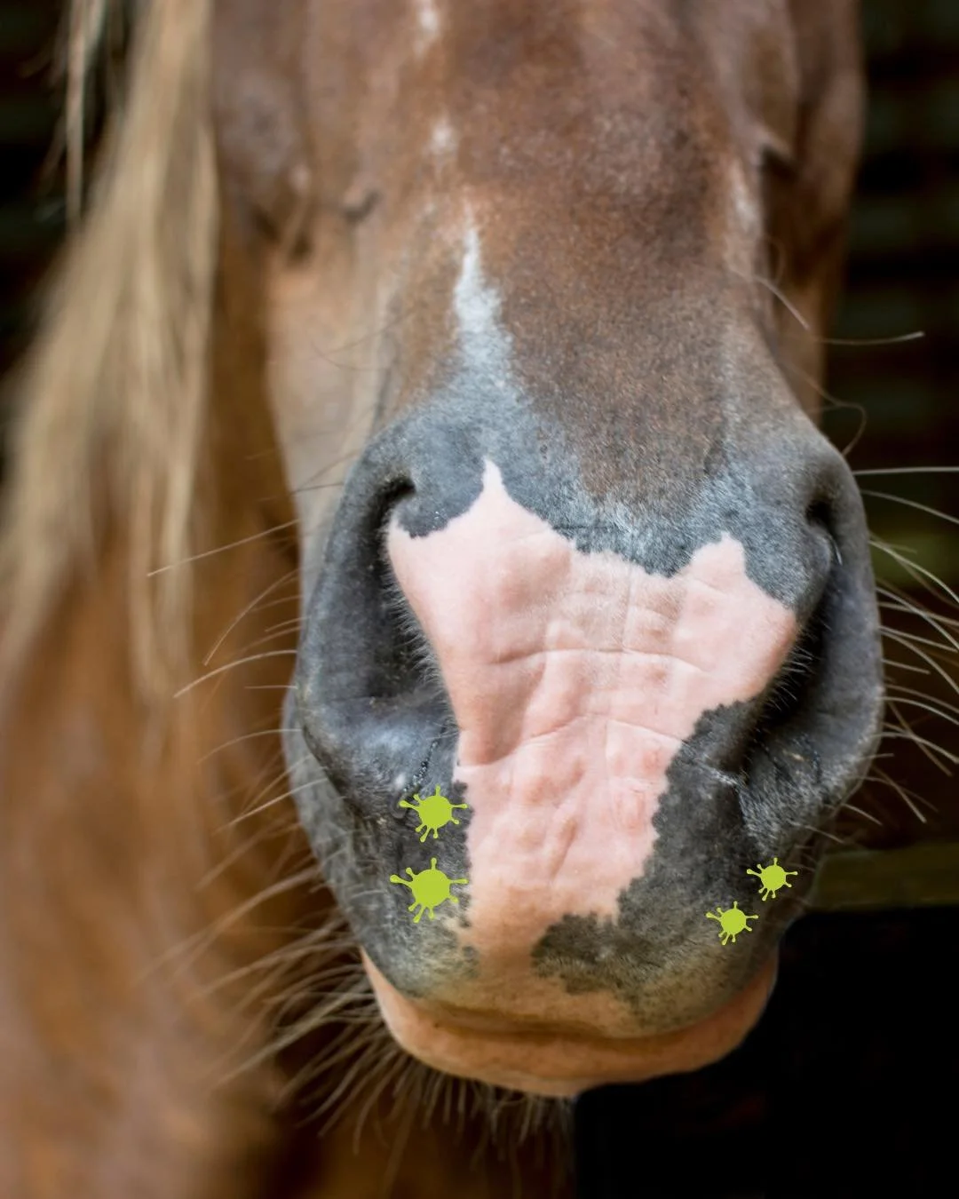 T&auml;m&auml;n p&auml;iv&auml;n luukussa on uutta p&auml;&auml;ntaudin ennaltaehk&auml;isyyn!
P&auml;&auml;ntauti (Streptococcus equi equi) on herk&auml;sti tarttuva bakteeritauti, jonka tyypillisi&auml; oireita ovat korkea kuume, sierainvuoto sek&a
