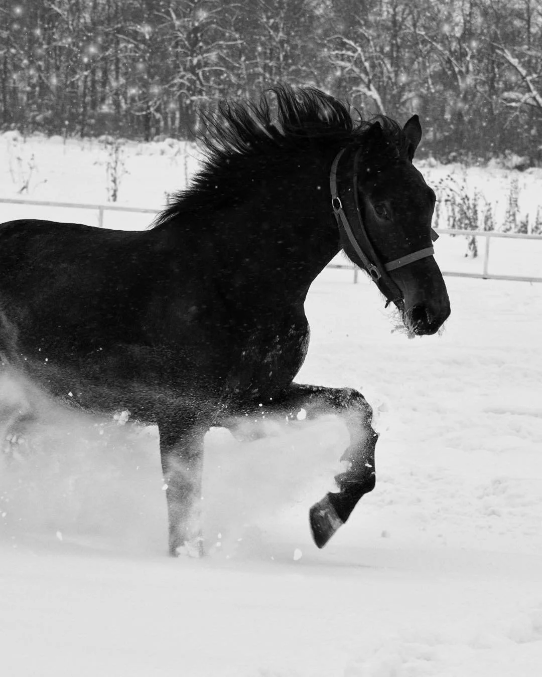 T&auml;m&auml;n p&auml;iv&auml;n luukussa puhutaan madoista!

Hevosten loiskontrolliohjelman tarkoitus on minimoida loisten aiheuttama riski hevosten terveydelle sek&auml; minimoida ymp&auml;rist&ouml;&ouml;n levi&auml;vien loismunien aiheuttama tart