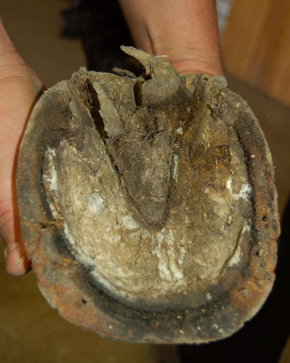 T&auml;m&auml;n p&auml;iv&auml;n luukussa tutustutaan s&auml;dem&auml;t&auml;&auml;n!

S&auml;dem&auml;t&auml;&auml; edelt&auml;&auml; usein kavion muodonmuutokset

S&auml;de toimii kavion iskunvaimentajana. Hevosen varatessa painoa jalalle, normaali