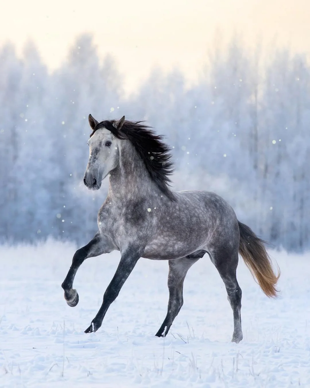 Mik&auml; MFM?
MFM on erityisesti puoliveristen ja Arabialaisten hevosten lihassairaus, joka muistuttaa PSSM2, ja aiemmin n&auml;it&auml; hevosia onkin virheellisesti saatettu diagnosoida t&auml;h&auml;n ryhm&auml;&auml;n. Sairauden aiheuttaa virhe l
