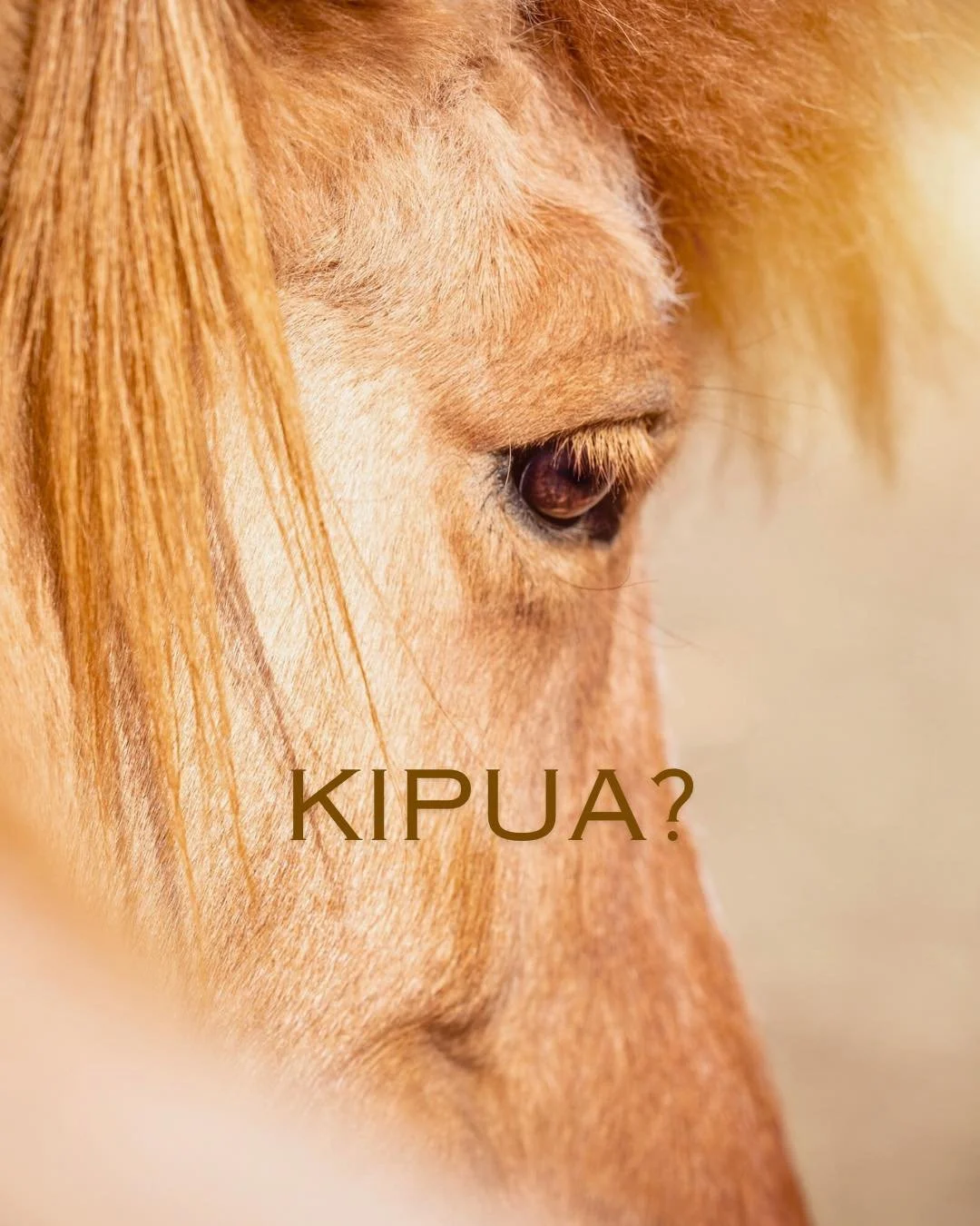 T&auml;m&auml;n p&auml;iv&auml;n luukussa saamme lis&auml;tietoa head shaking hevosten tuntemasta kivusta levossa!
 
Hevosen trigeminus hermon kivusta johtuva &rdquo;head shaking&rdquo; oireisto on usein voimakkaimmillaan hevosta liikutettaessa. T&au