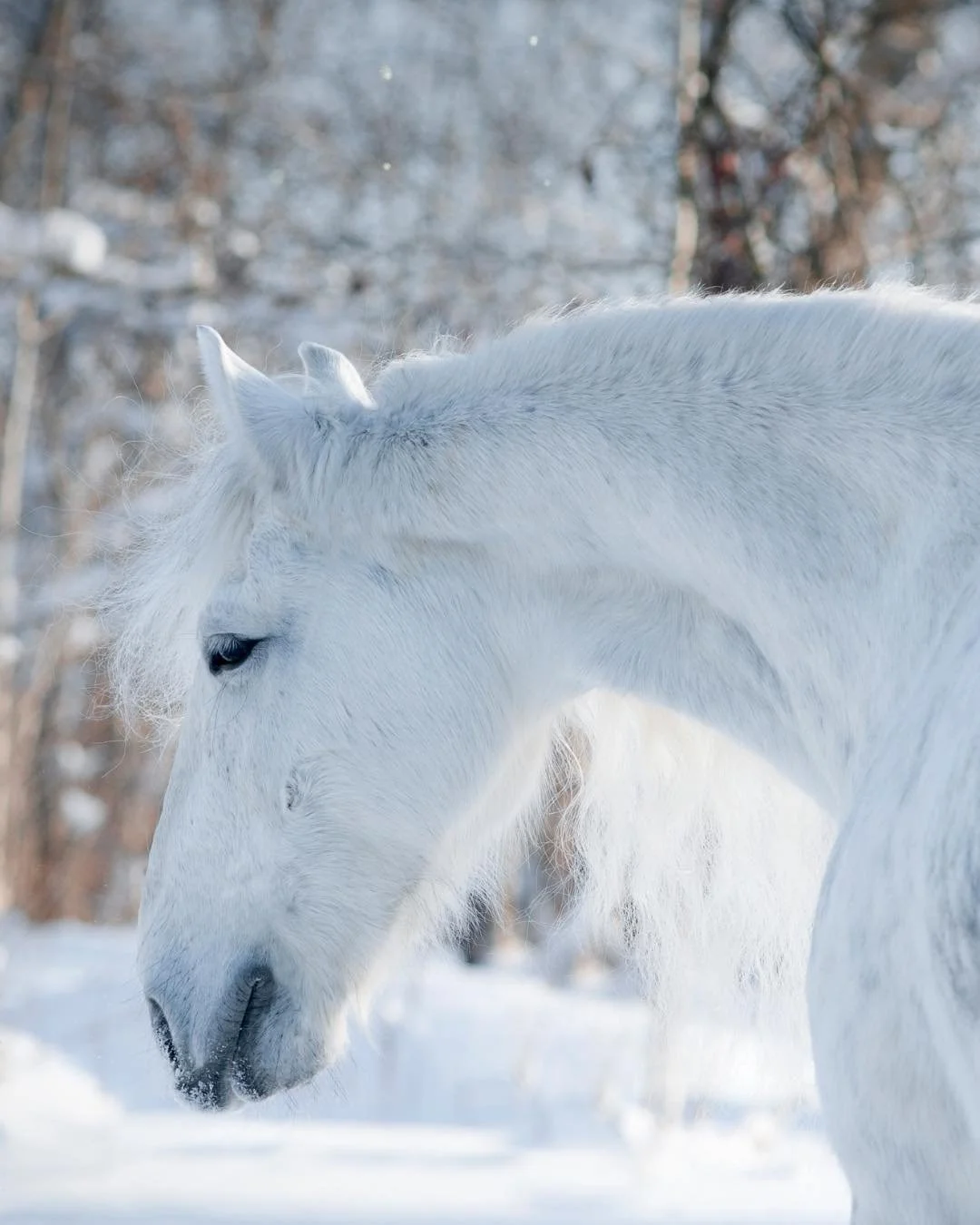 T&auml;m&auml;n p&auml;iv&auml;n luukussa on uusi hevosia uhkaava vitsaus!
 L&auml;nsi Niilin virus (West Nile virus, WNV) aiheuttaa tyypillisimmin samanlaiset oireet kuin mik&auml; tahansa flunssa, eli liev&auml;&auml; kuumetta ja huonovointisuutta.