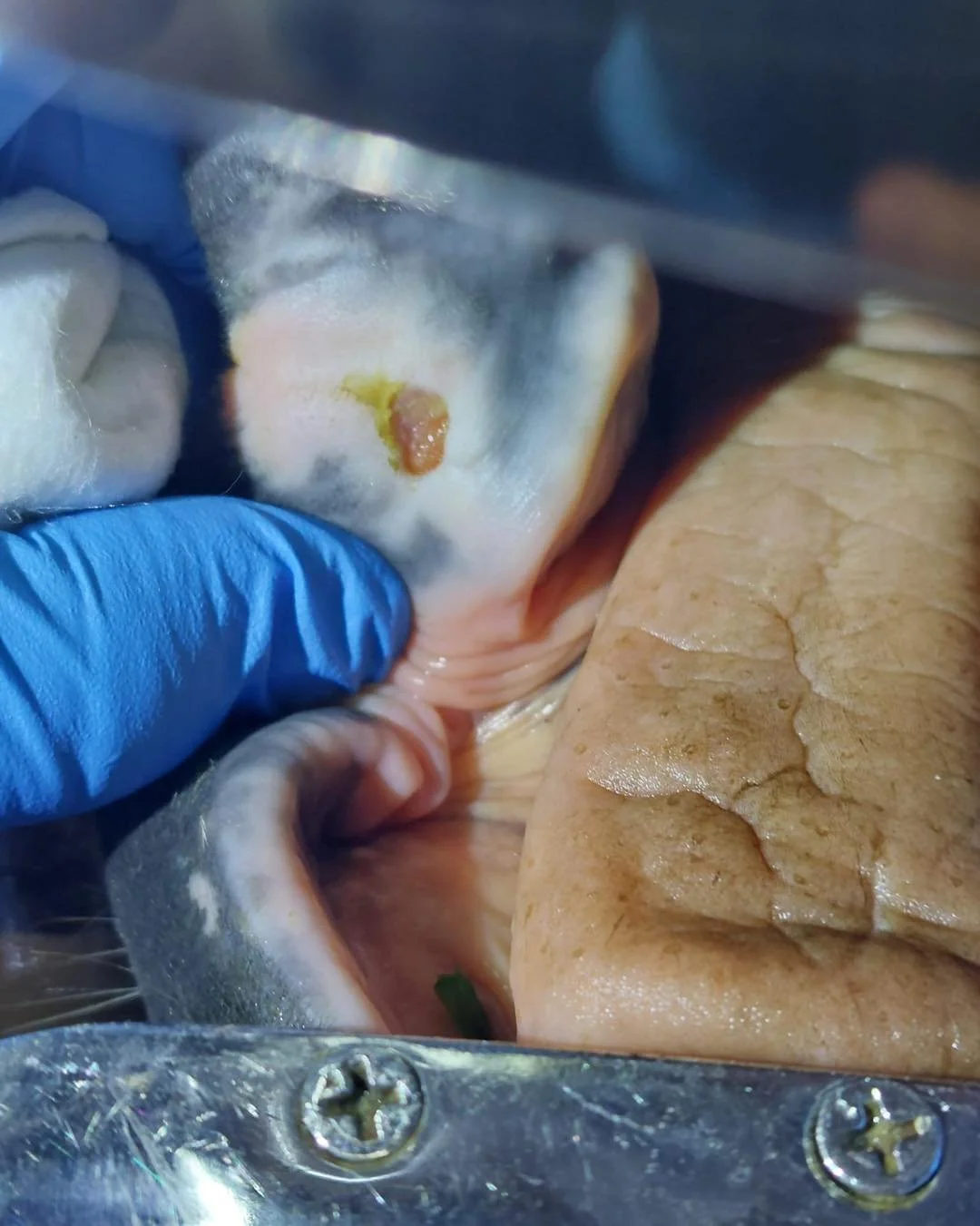 T&auml;m&auml;n p&auml;iv&auml;n luukussa on potilastapaus! 

Suupielihaavat voivat aiheuttaa ratsastuksellisia ongelmia ja treenitaukoja.

Kuvien 11-vuotiaalla kentt&auml;ratsulla oli ollut pidemp&auml;&auml;n ongelmia aukeilevien suupielien kanssa,