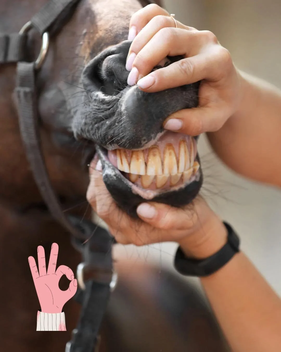 Hevosen perustaidot &ndash; pienet taidot, jotka helpottavat hevostasi el&auml;inl&auml;&auml;k&auml;riss&auml;.

T&auml;m&auml;n p&auml;iv&auml;n luukussa muistutetaan, kuinka t&auml;rke&auml;&auml; on, ett&auml; hevonen osaa arjen perustaidot &ndas