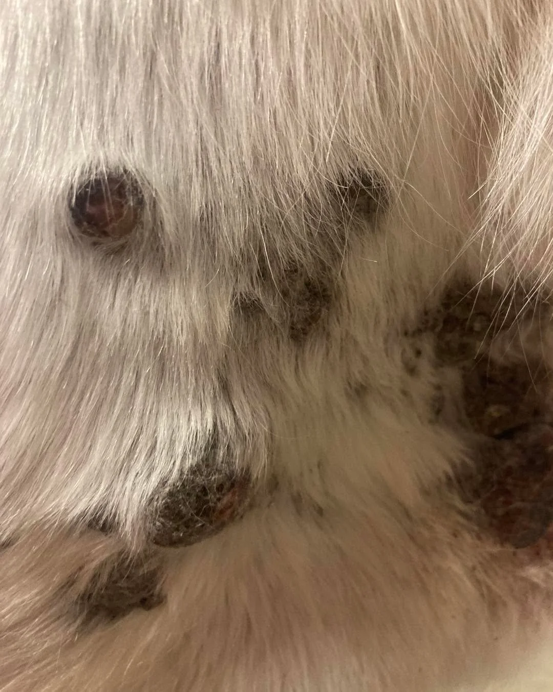 Sarkoidit ovat hevosen yleisimpi&auml; ihokasvaimia. Ne eiv&auml;t levi&auml; muualle elimist&ouml;&ouml;n, mutta iholla voivat levit&auml; voimakkaasti ja uusiutuvat helposti poiston j&auml;lkeen. Sarkoideihin on k&auml;yt&ouml;ss&auml; monenlaisia 