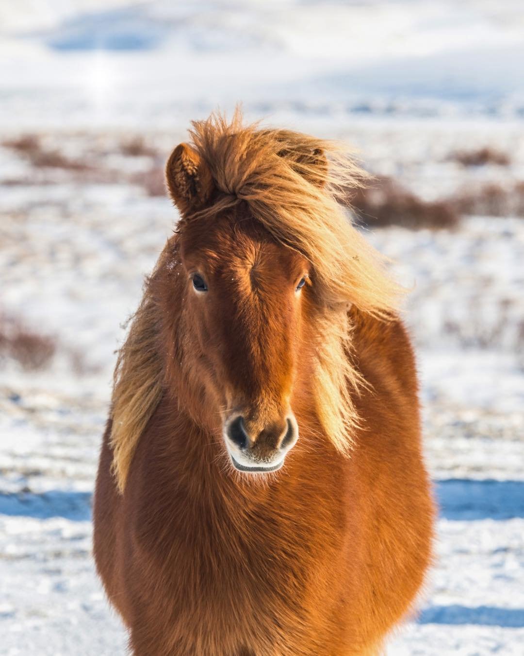 T&auml;m&auml;n p&auml;iv&auml;n luukussa on uusi mahahaavatutkimus Islannista!

Hevosen mahahaavat voidaan jakaa kahteen p&auml;&auml;tyyppiin, joiden syntymekanismit eroavat toisistaan.
 Mahahaavaa esiintyy suhteellisesti enemm&auml;n kilpahevosill