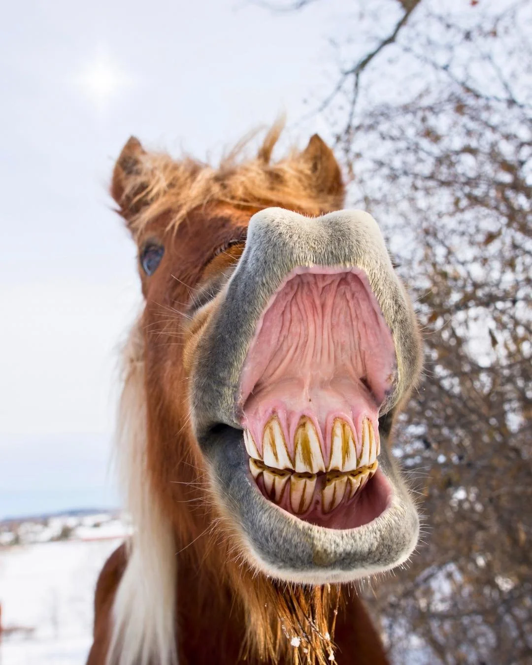 T&auml;m&auml;n p&auml;iv&auml;n luukussa saamme tietoa hevosen hammaskivusta! 

Hammastutkimuksen yhteydess&auml; pyrimme selvitt&auml;m&auml;&auml;n onko hevosella suu- tai hammasper&auml;ist&auml; kipua, joka vain harvoin oireilee sy&ouml;m&auml;t