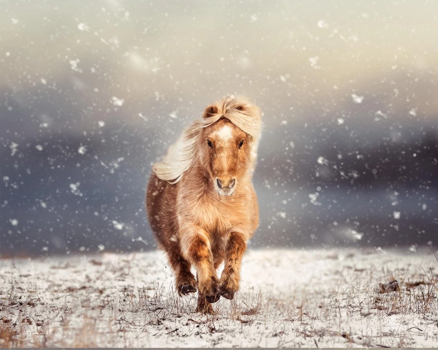 Rauhallista Joulua kaikille! 

Kuluneesta vuodesta kiitt&auml;en,
Hevossairaalan v&auml;ki