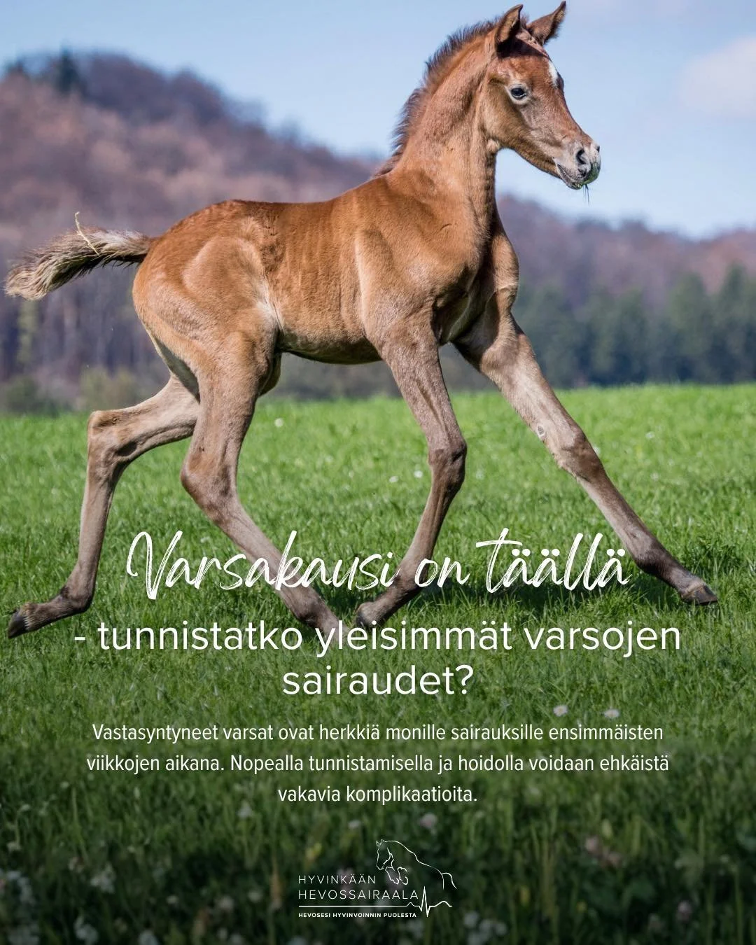 Varsakausi on t&auml;&auml;ll&auml; 💓

Vastasyntyneet varsat ovat herkki&auml; monille sairauksille ensimm&auml;isten elinp&auml;ivien ja -viikkojen aikana. Nopealla tunnistamisella ja hoidolla voidaan ehk&auml;ist&auml; vakavia komplikaatioita.

Va