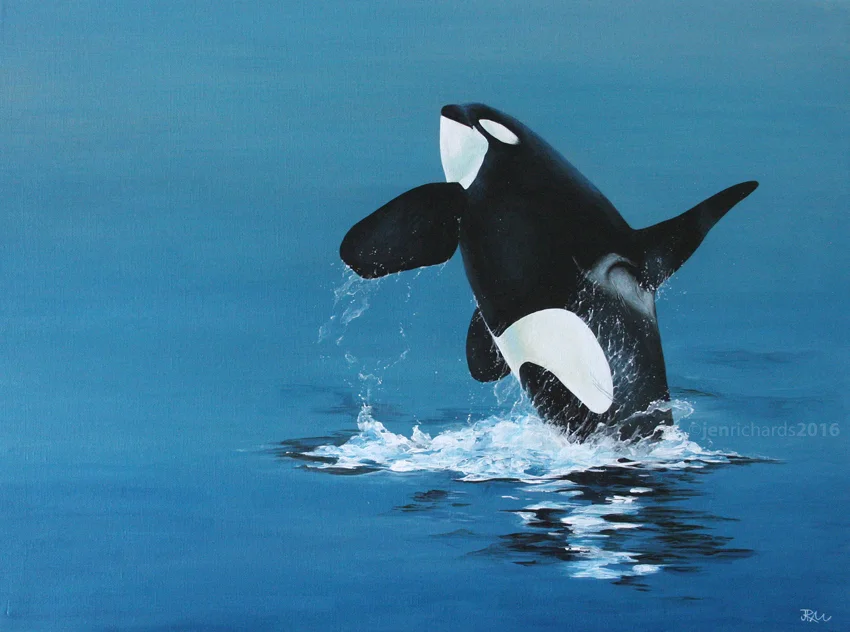 "Breach" - Orca, 2016 Acrylic on canvas 24 x 18 inches AVAILABLE