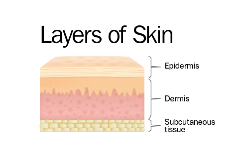 TypeOfSkin_647911648-01.png