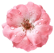shutterstock_476882500-alt.png