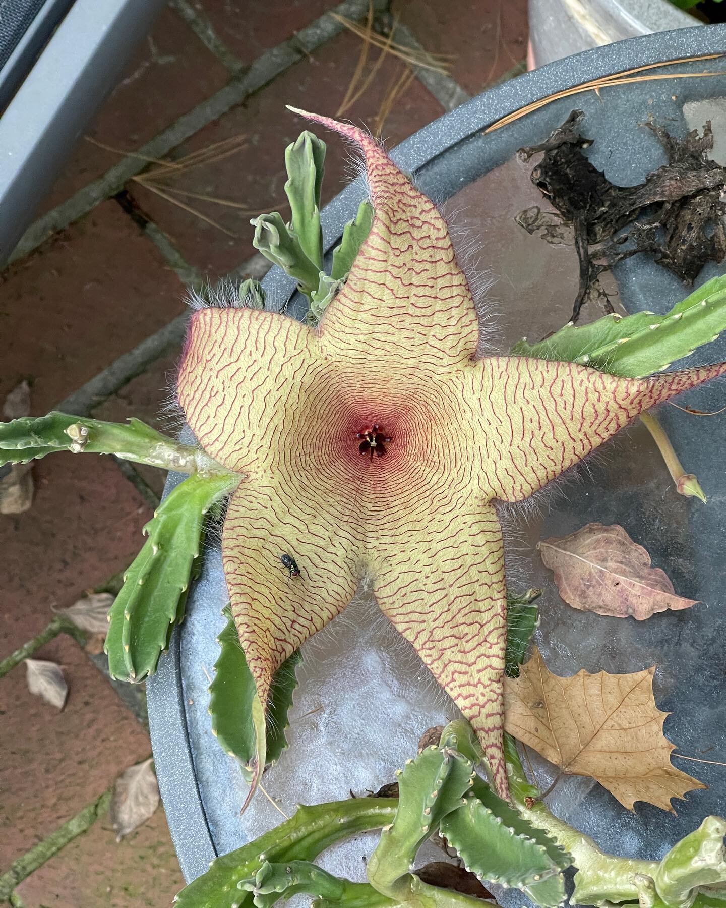This my rotting flesh plant who lives outside because, you guessed it, it stinks. Flies love it and are it&rsquo;s pollinators. But my who backyard patio stinks! The plant had three blossoms this year and from top to tip it measures a foot across. Is