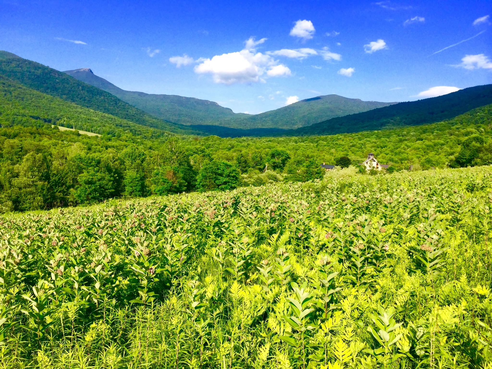 Milkweed pasture, monarch breeding habitat