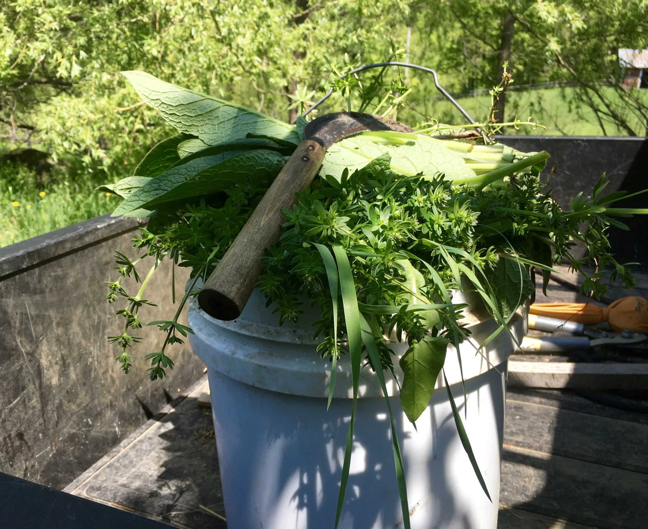 Comfrey and bedstraw are abundant now, and perfect food for ducks!