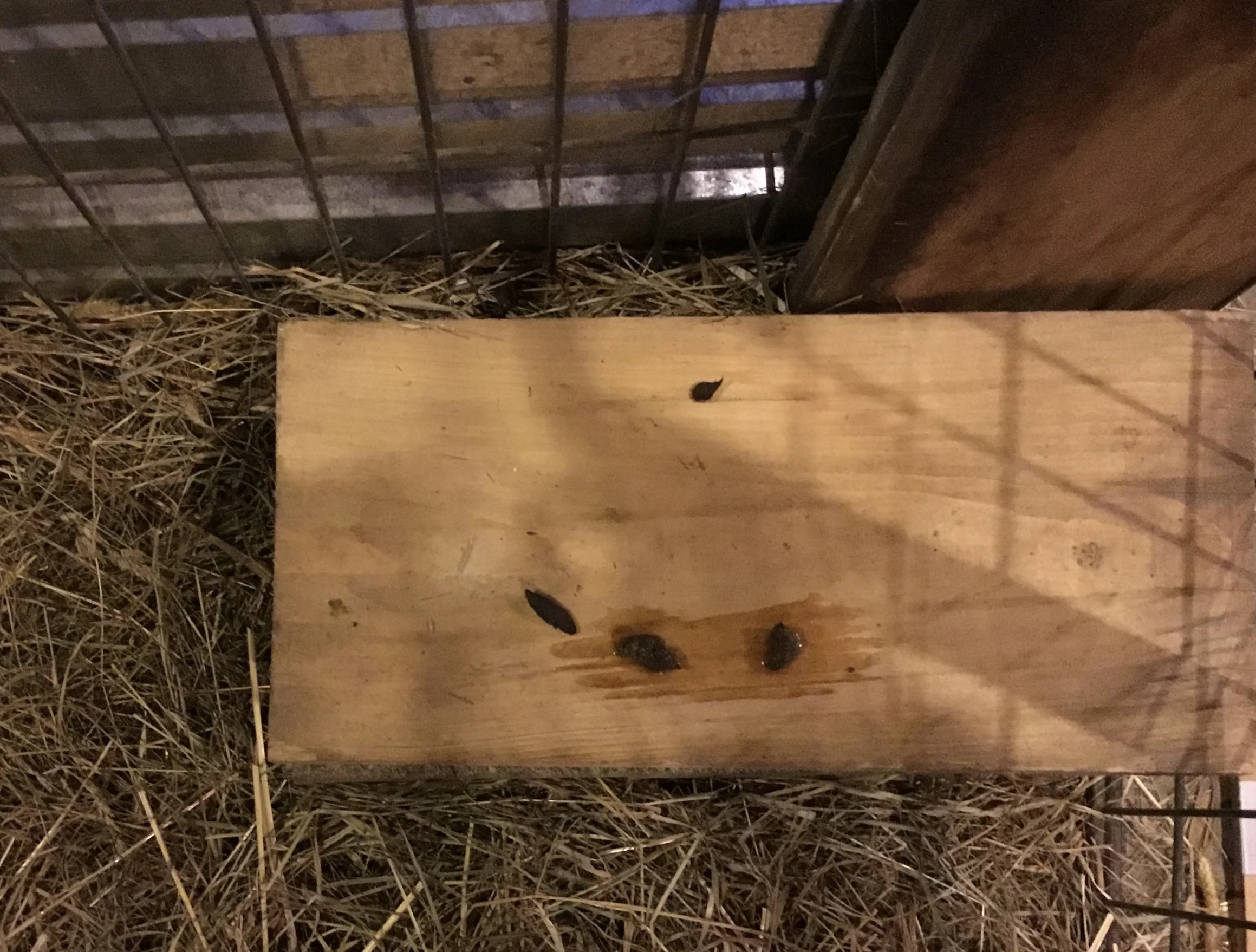 Rat poops in the duck pens