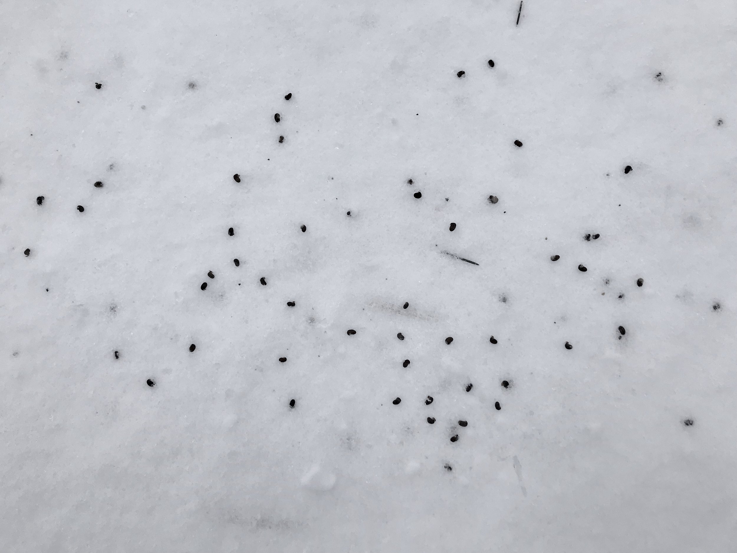 Black locust seeds on snow, after a wind storm.
