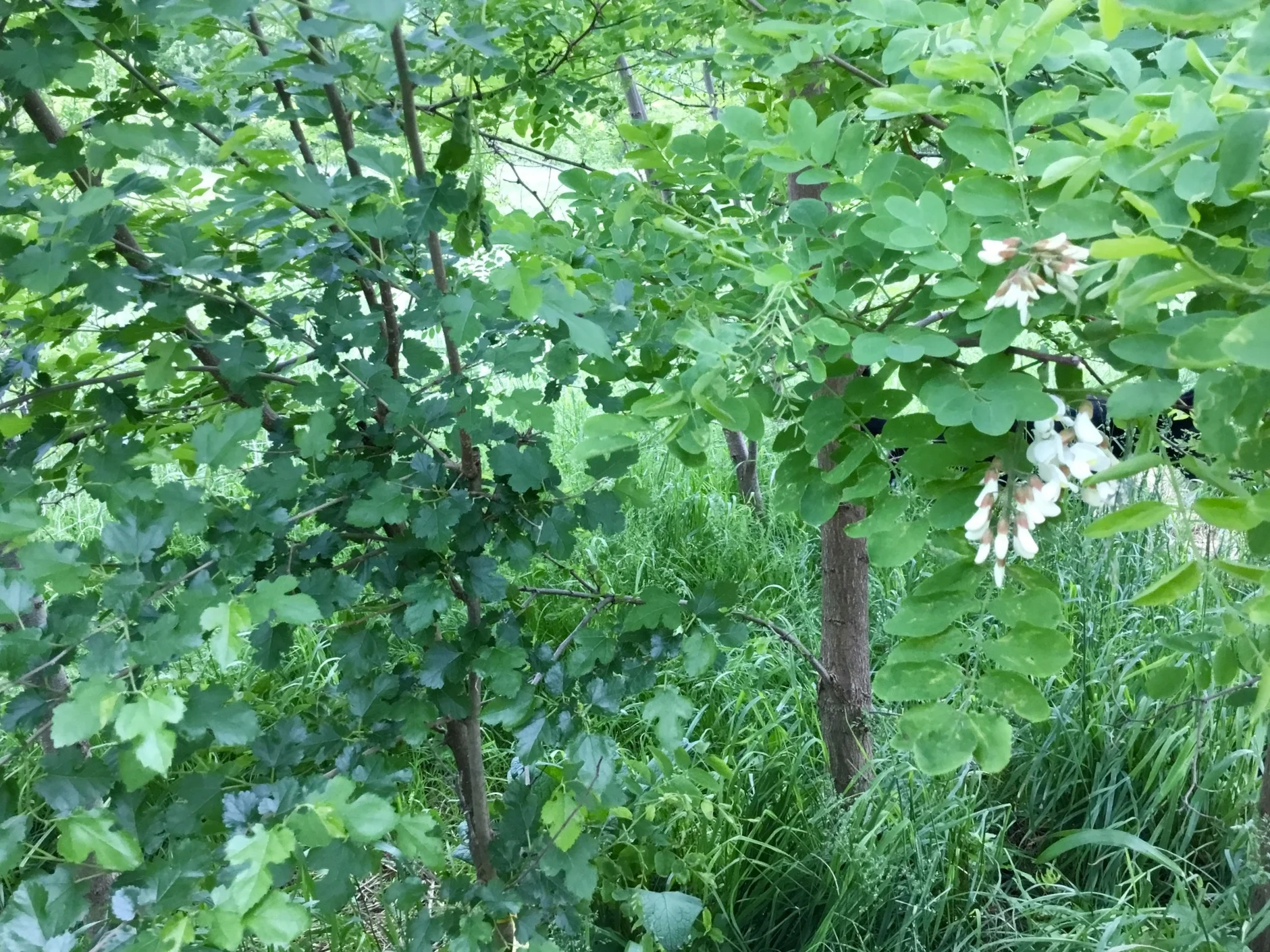 Black locust in blossom (right) next to a mulberry tree. Both provide edible leaves for animals.