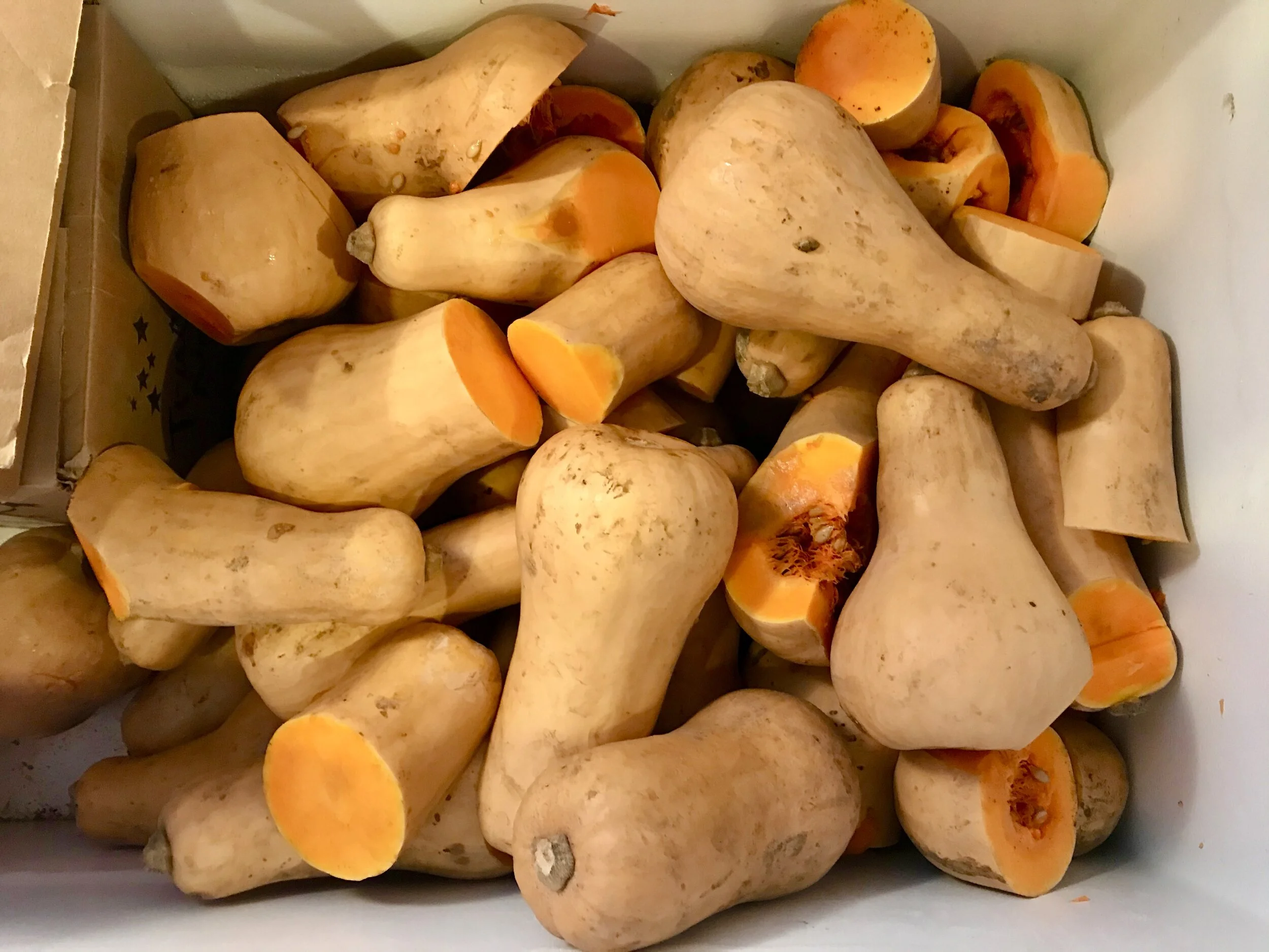 A Solution To Food Waste: Exploring Farm-Sanctuary Synergies