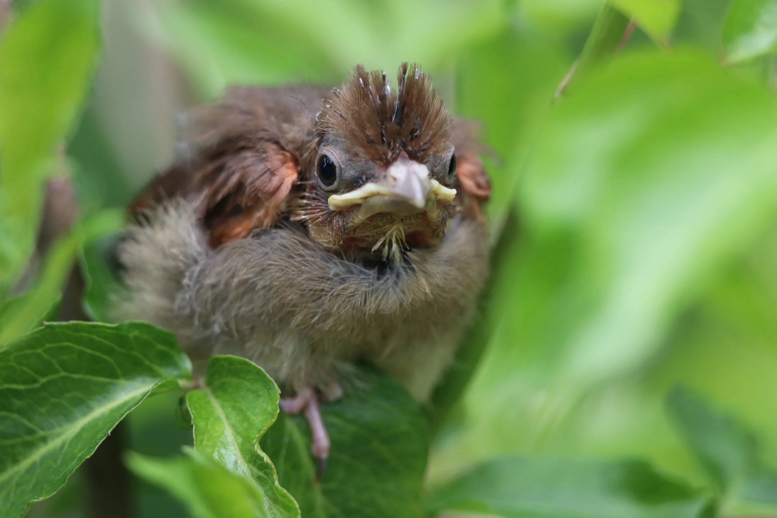 Letters to My Wild Kin: Cardinal Fledgling June 7, 2020