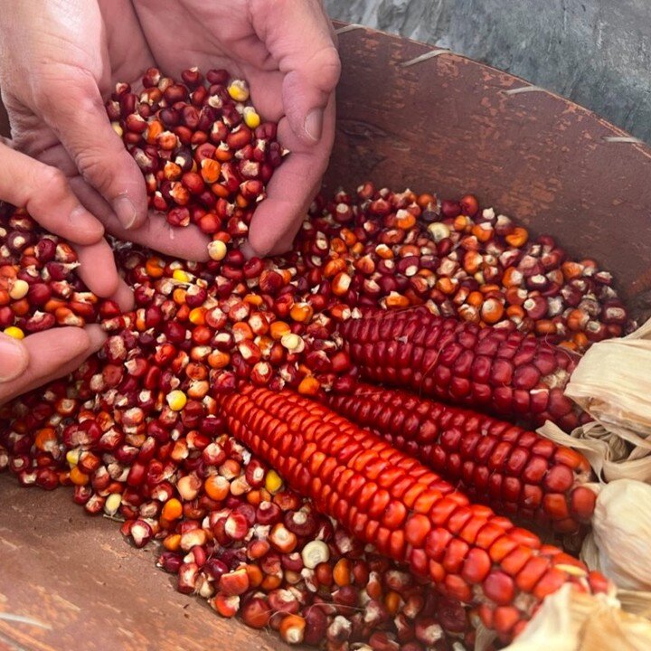 Orange maize and a tortilla! We grew this short-season variety, then nixtimalized in ash water. The tortillas were delicious!