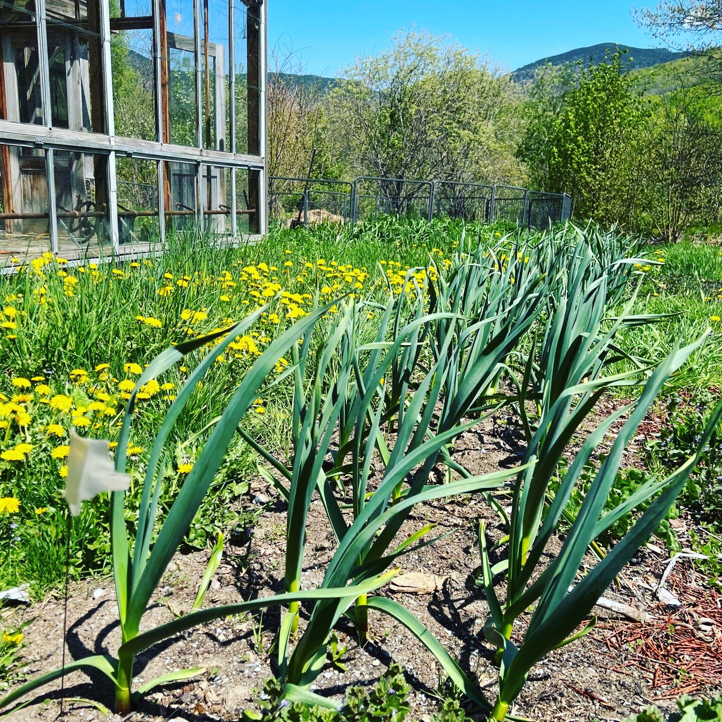 No-till garlic with dandelions. We don't mow until they've finished flowering!