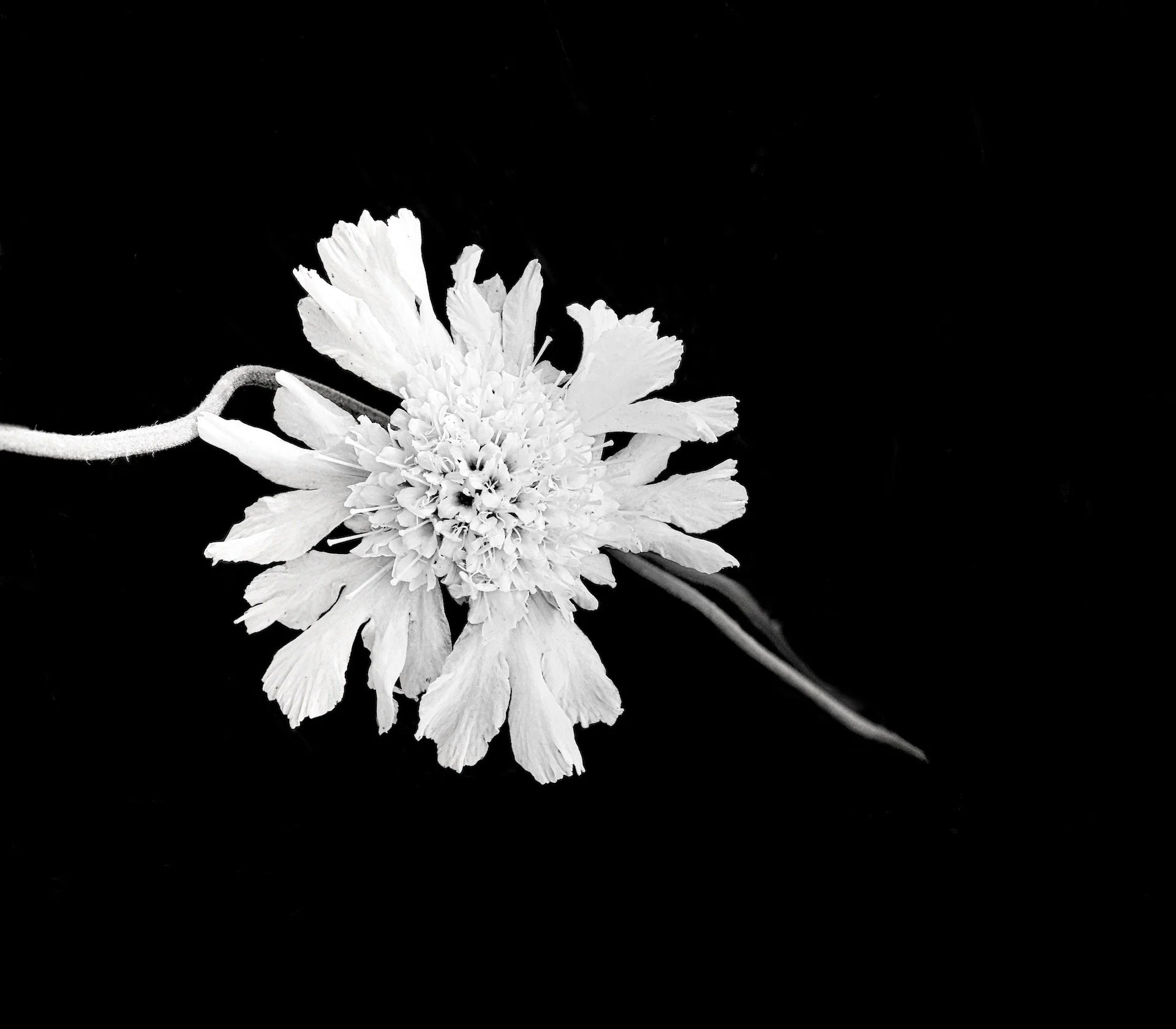 Angling in white.jpeg