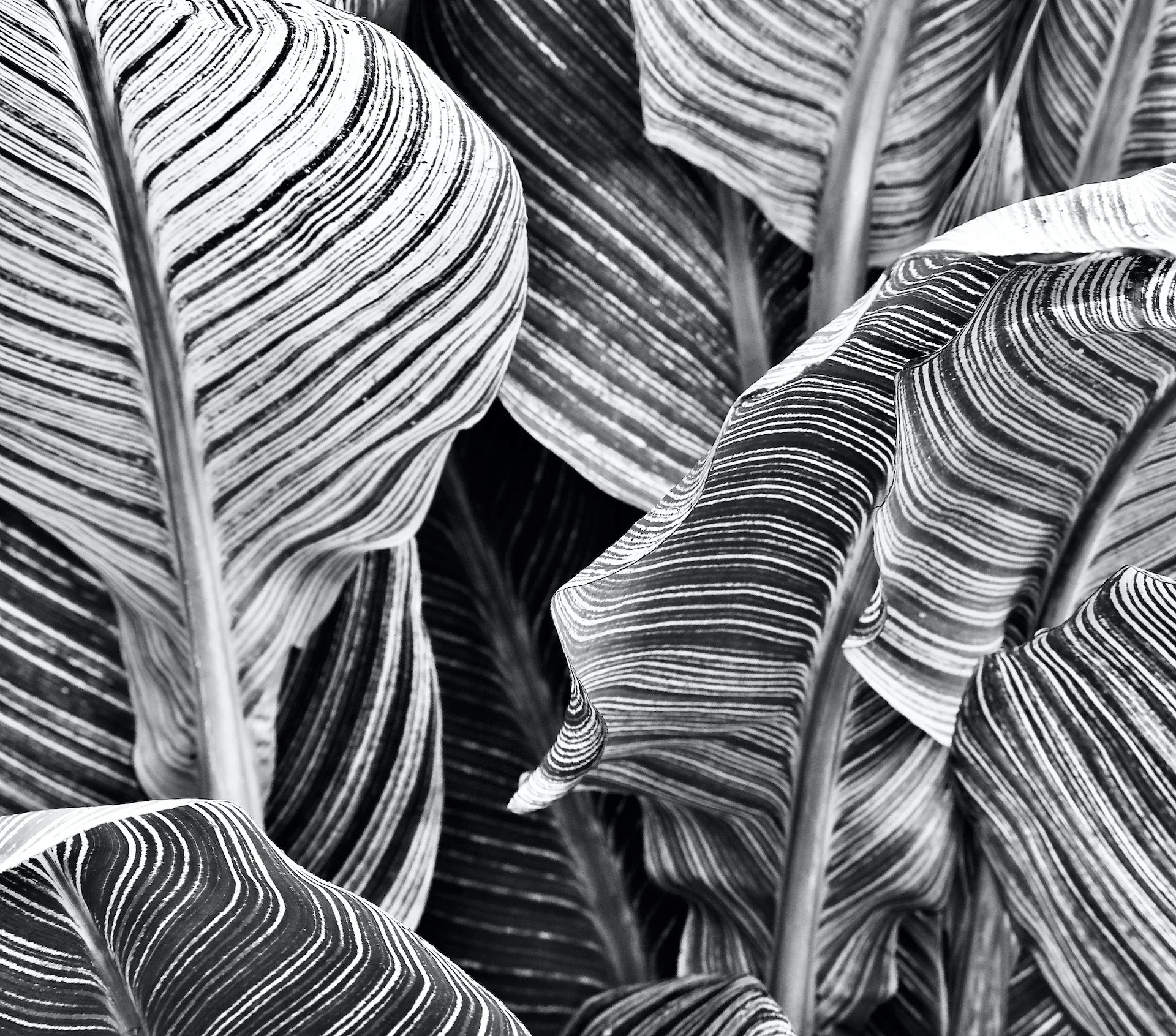 Black-and-white plant.jpeg