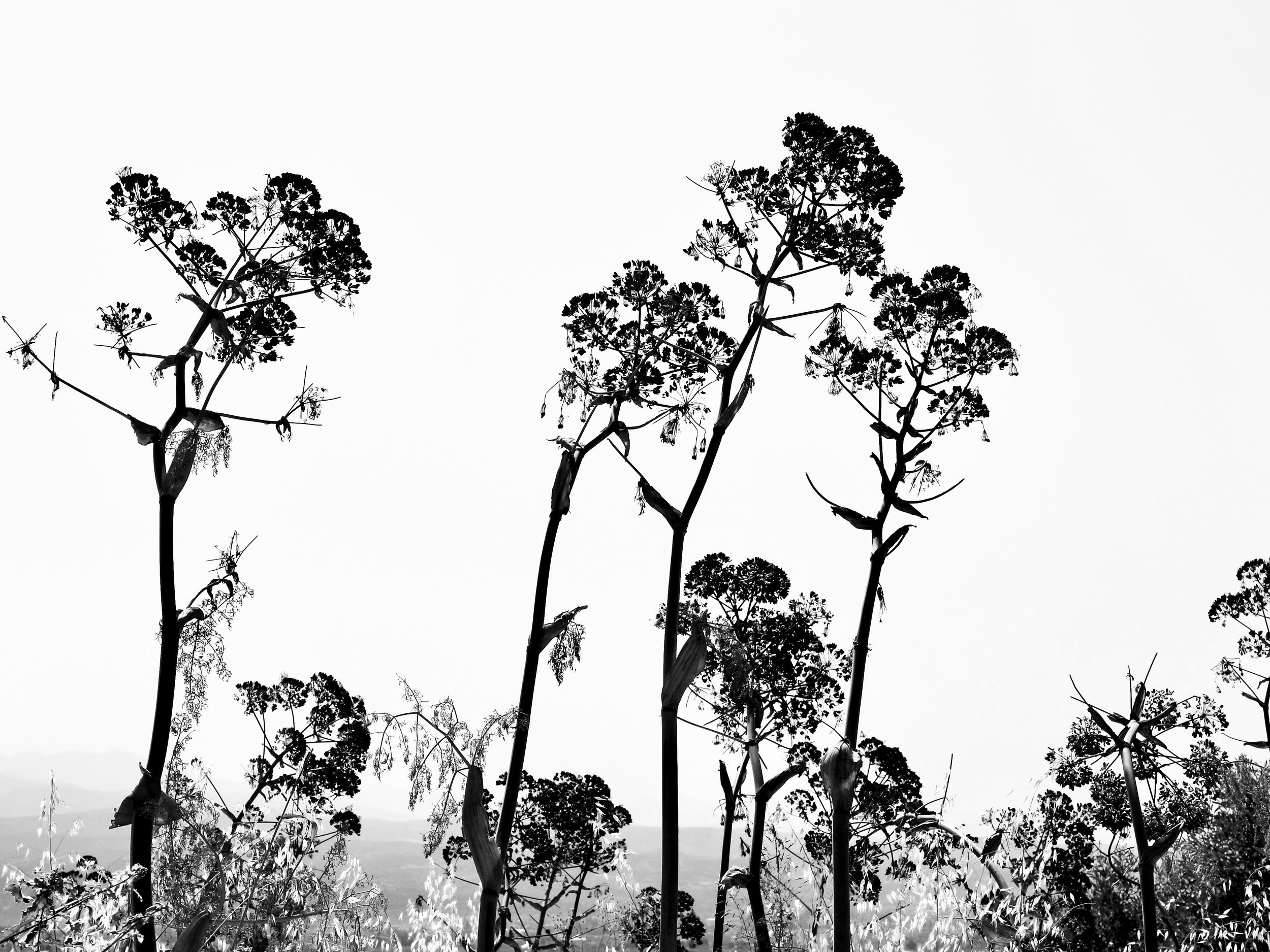 Silhouettes in the skyMy.jpeg