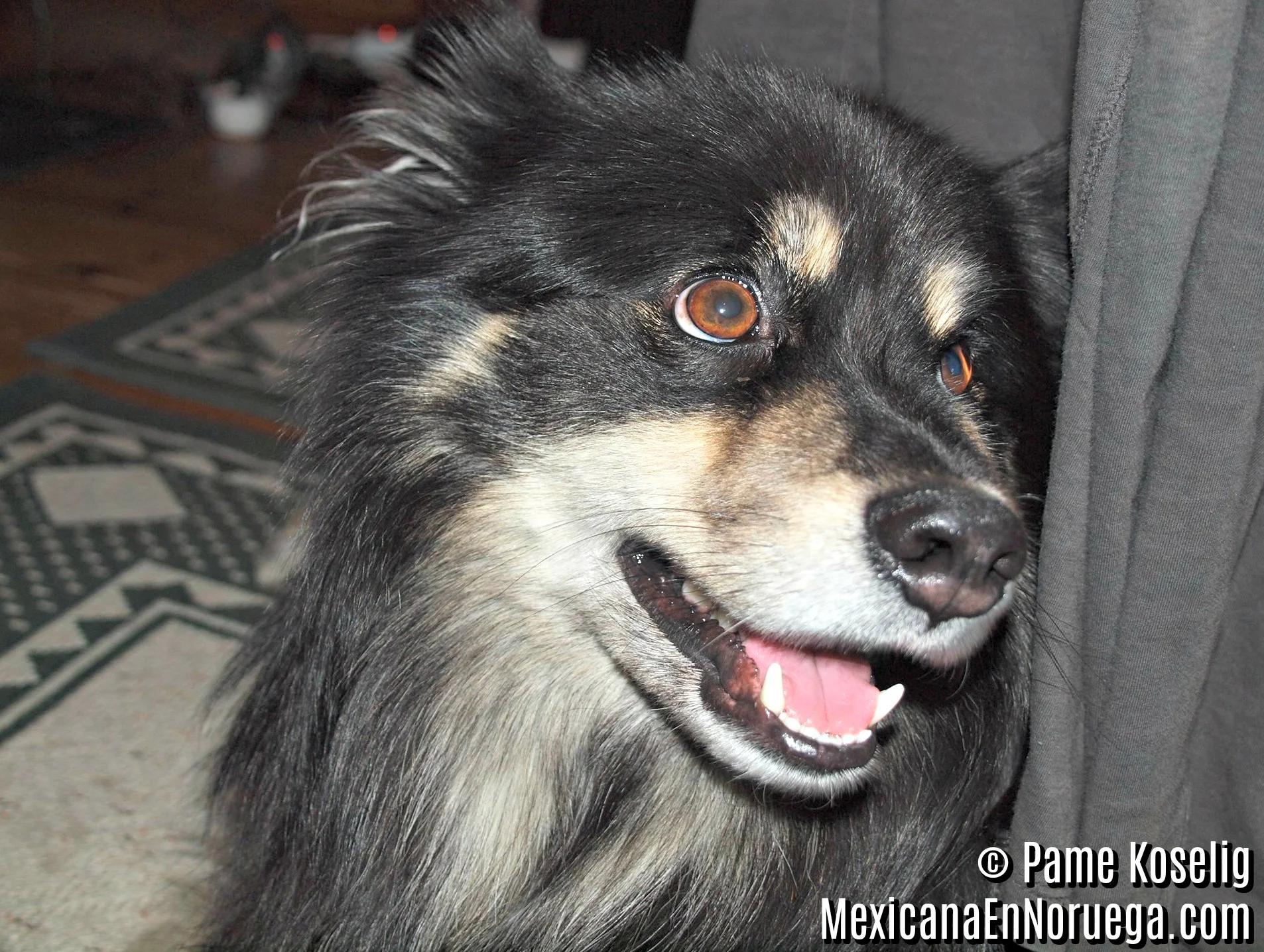 Finnish Lapphund _ Pame Koselig _ Mexicana en Noruega.jpg