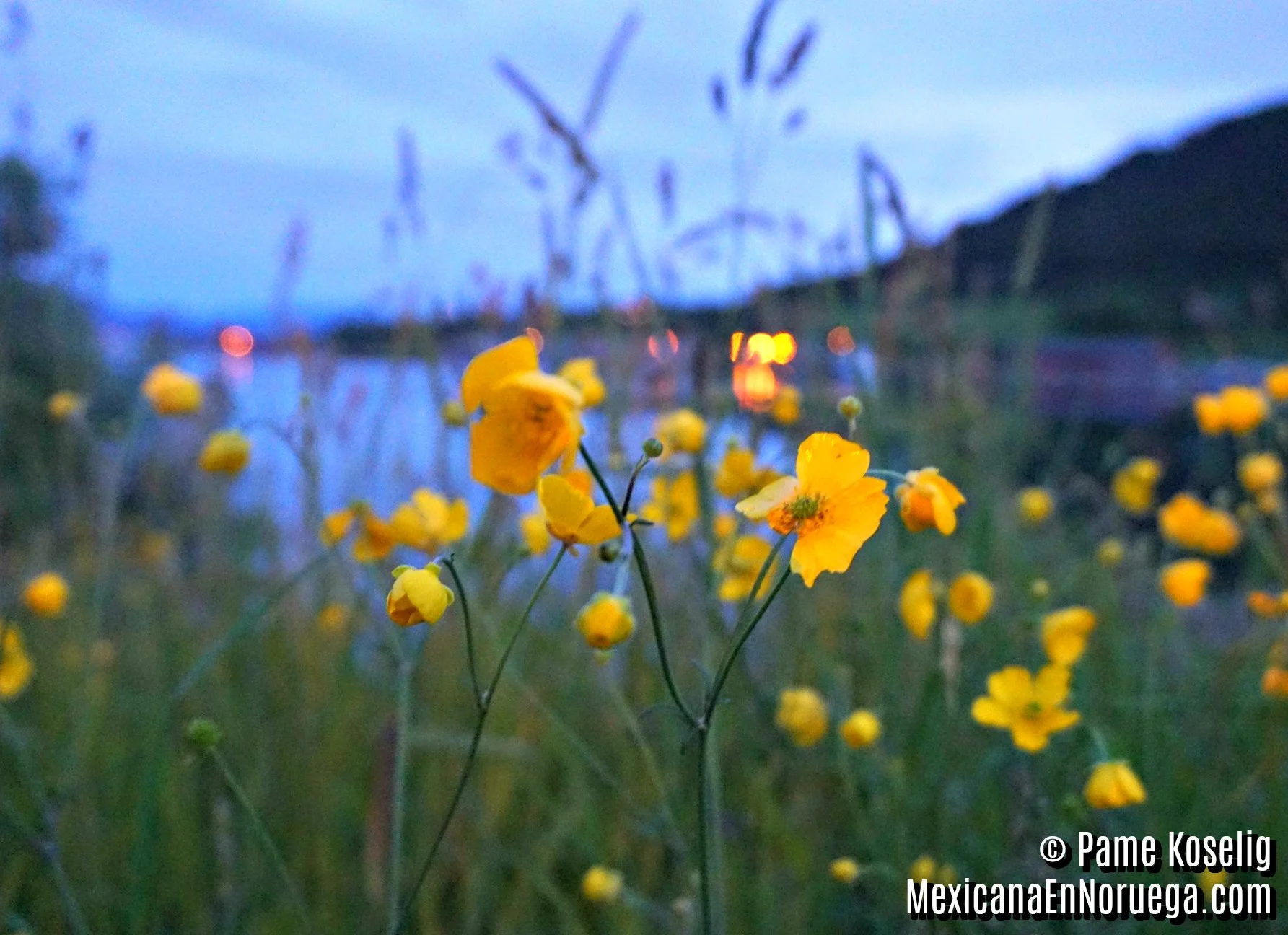 Flores Amarillas _ Pame Koselig _ Mexicana en Noruega.jpg