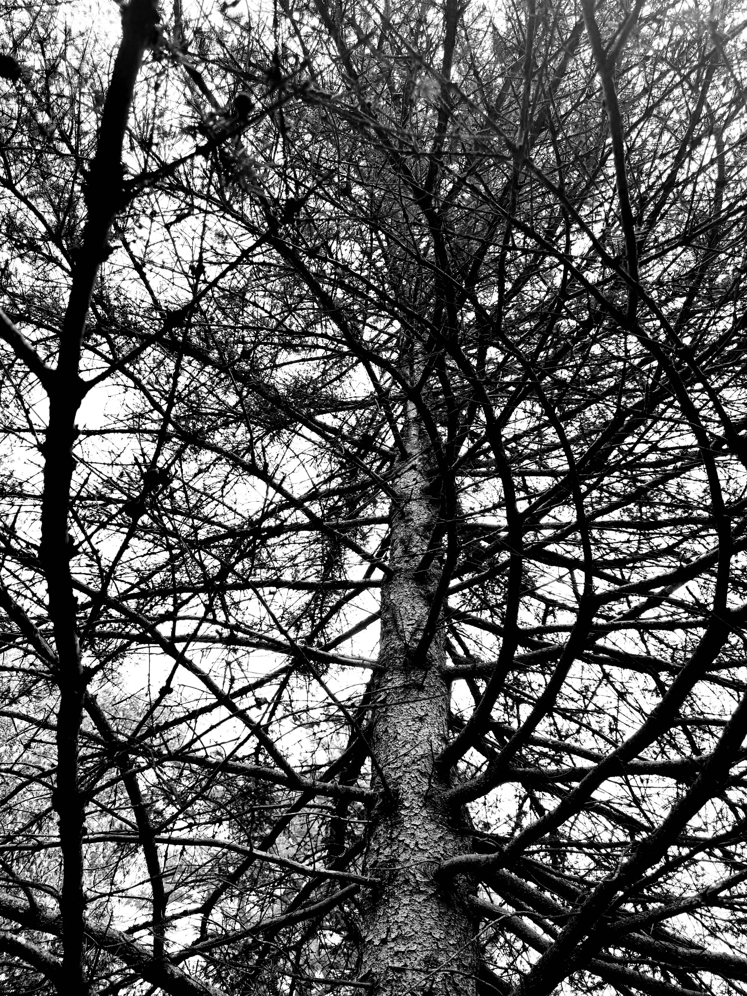 tree.jpg
