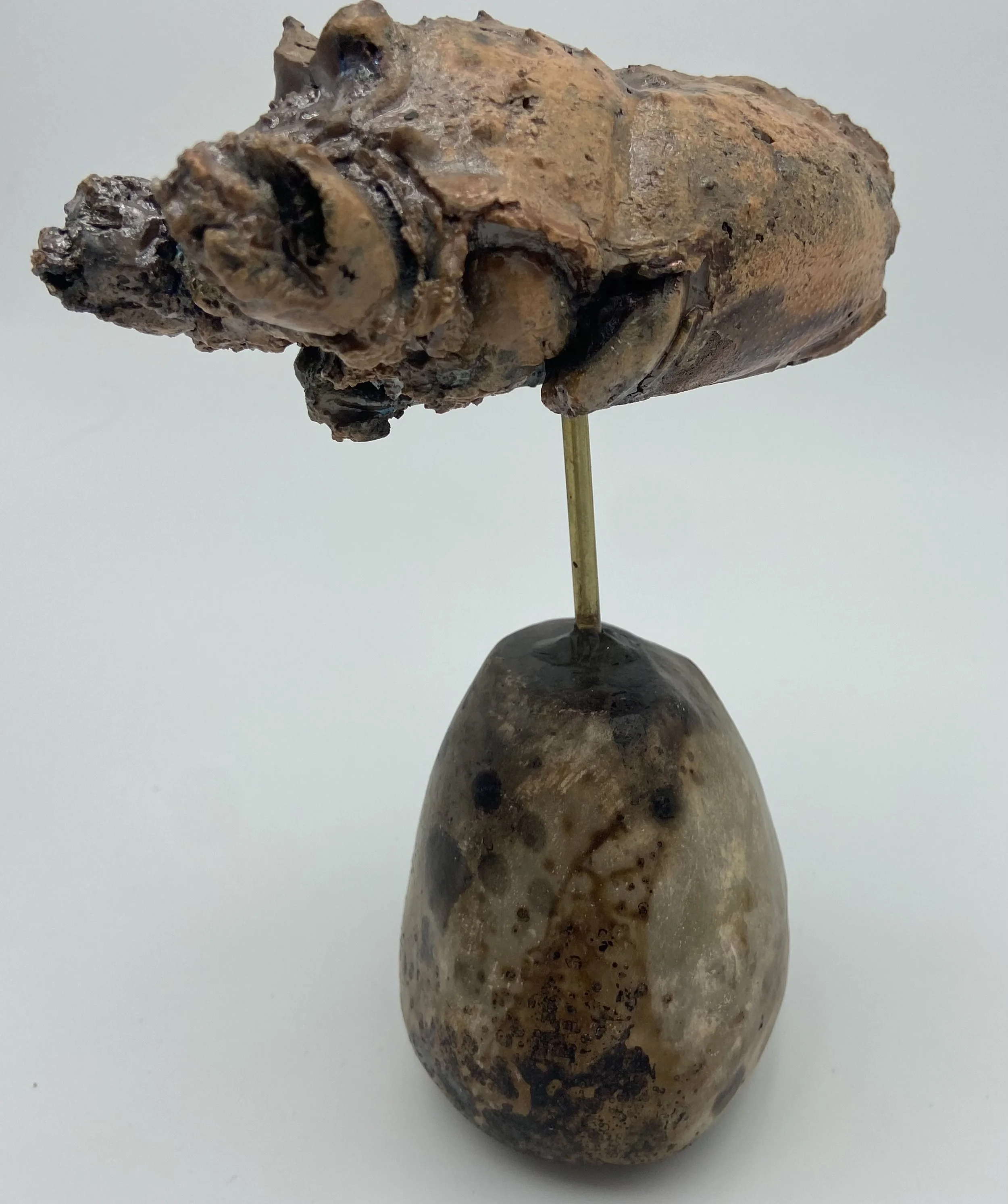 Panulirus Argus (1).jpg