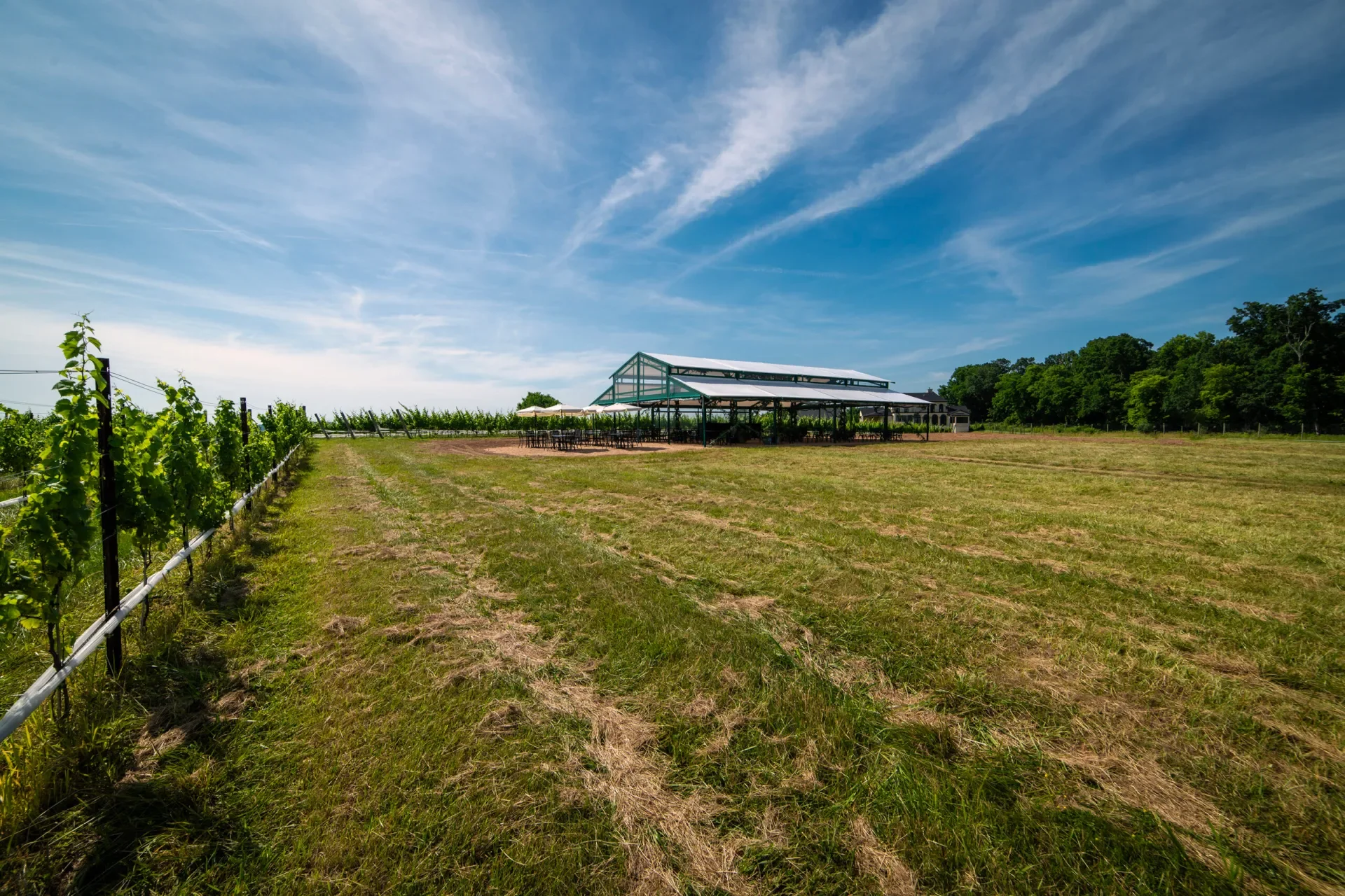 Domaine Fortier Vineyard
