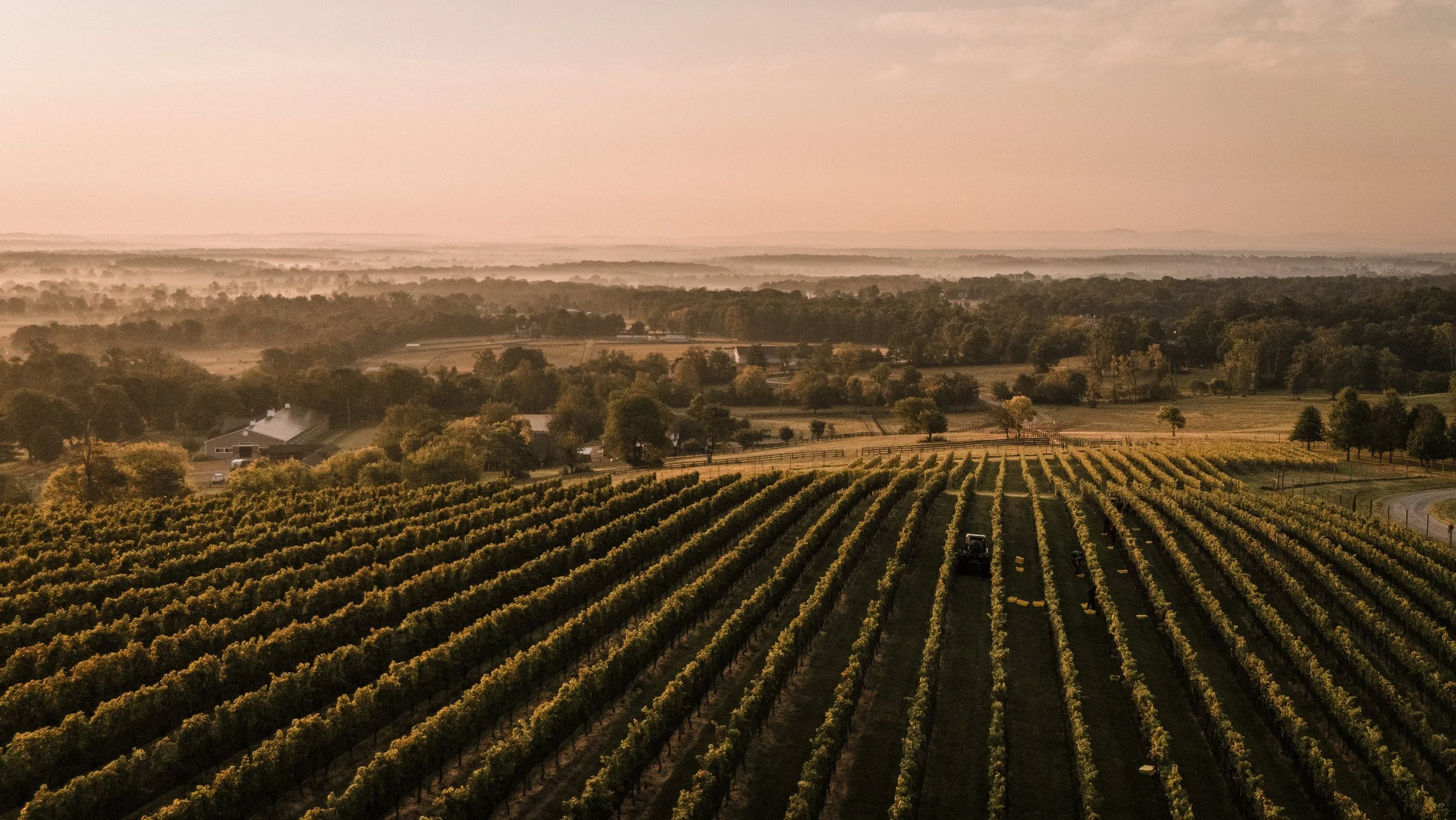 October One Vineyard