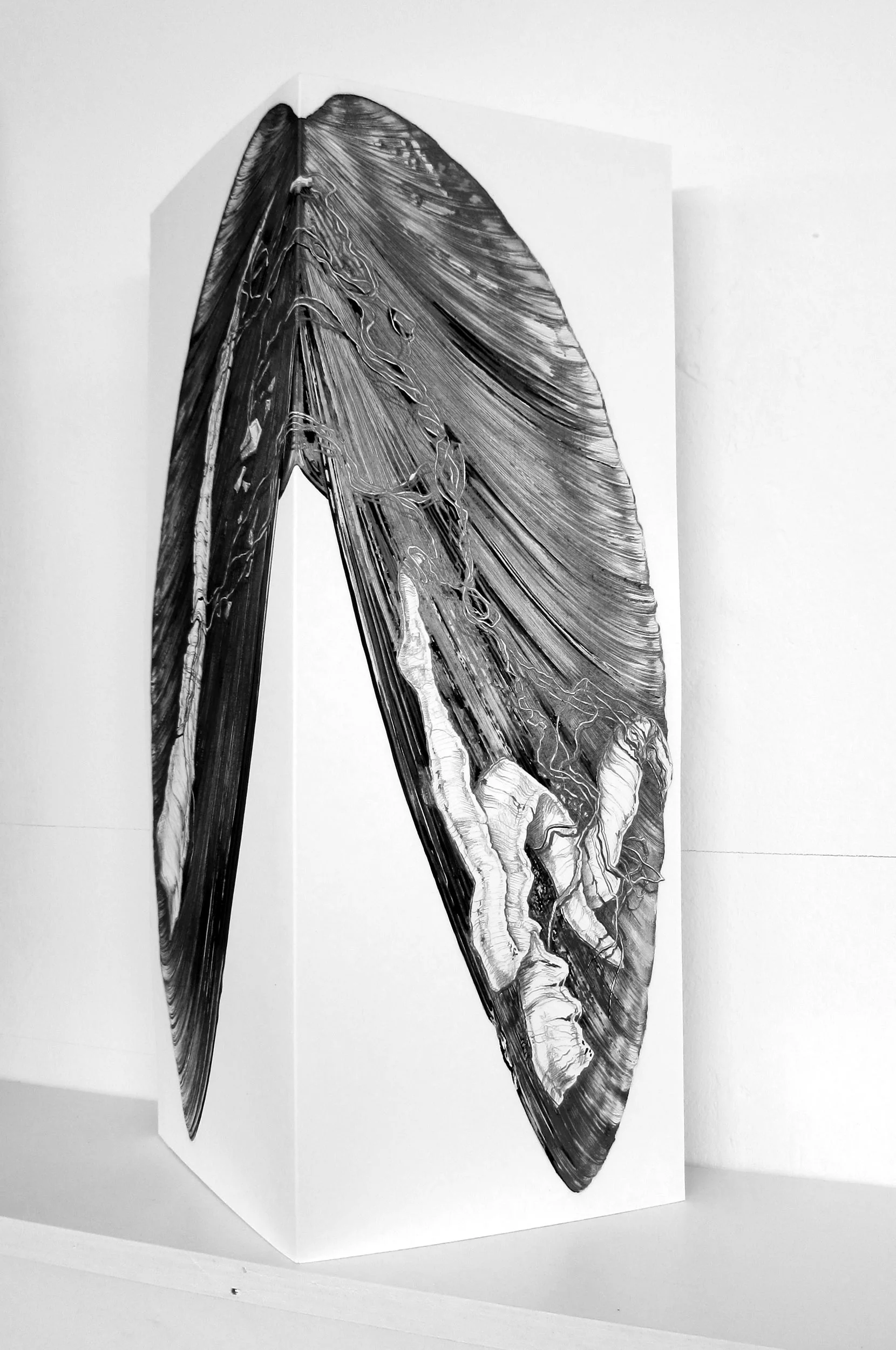 Study: Shell