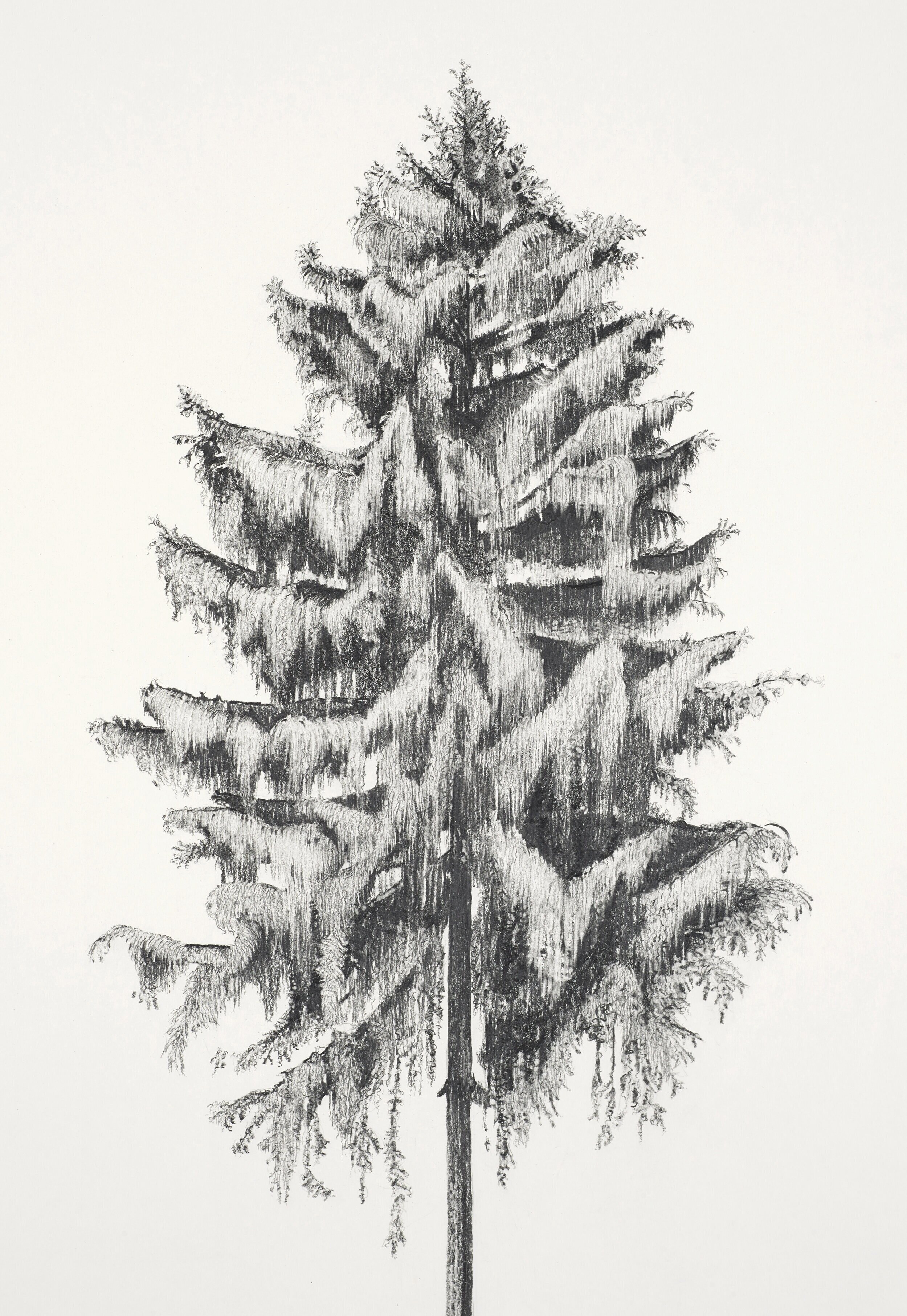 Durer's Pine  (detail)