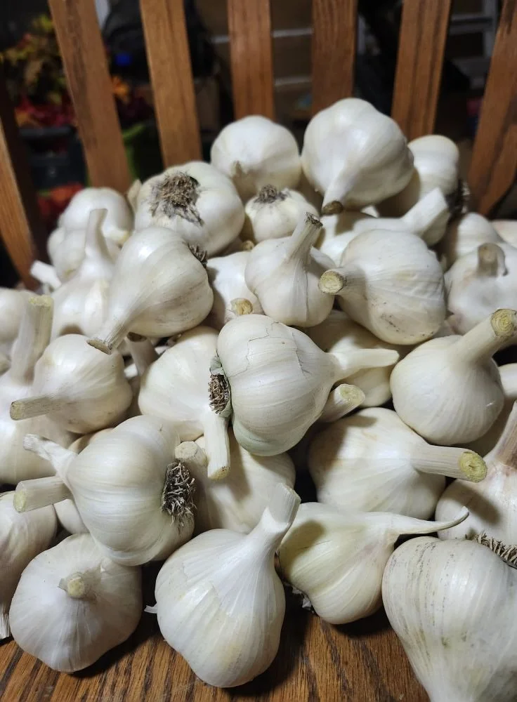 garlic.jpg