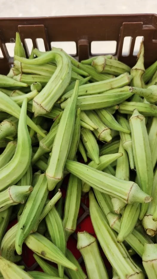 okra.jpg
