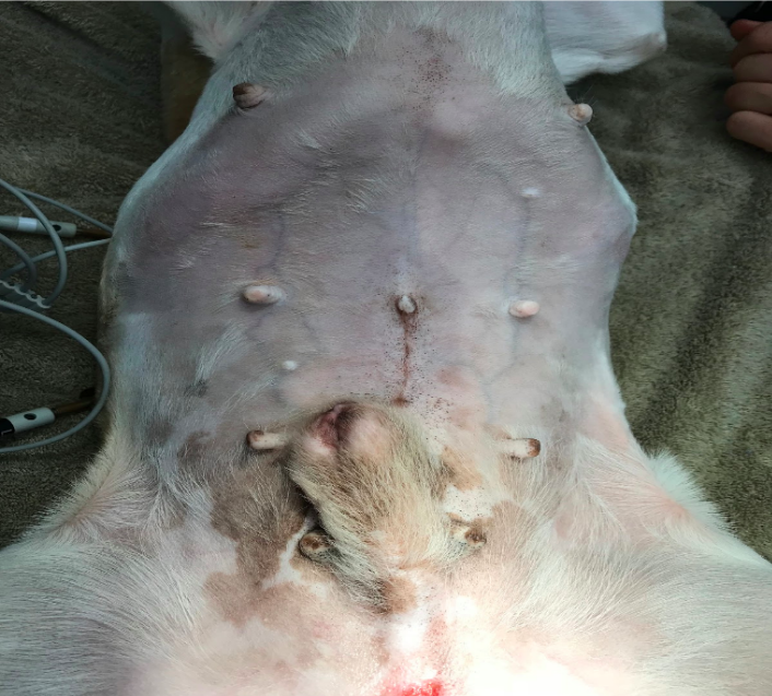 The patient displayed prominent mammary tissue and prepuce which is characteristic of feminization due to excessive endogenous estrogen from the Sertoli Cell tumor.