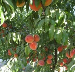 36 elberta-peaches-1_06-sm-300x290.jpg