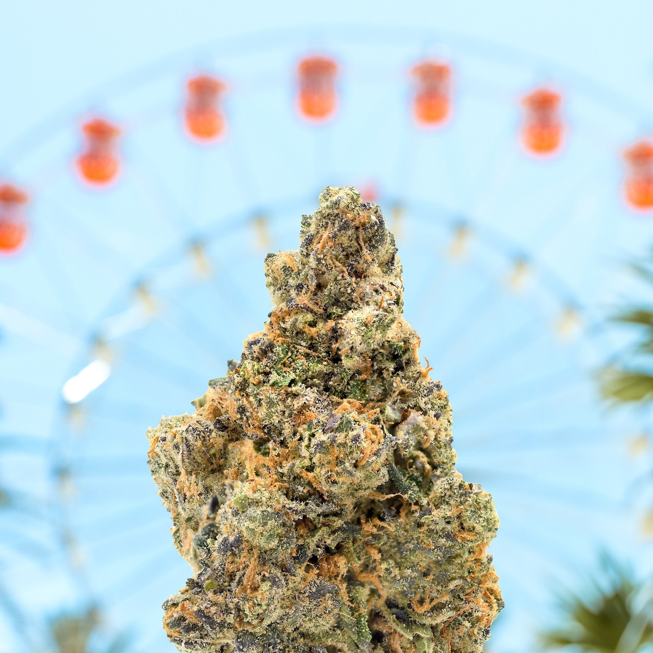 Don&rsquo;t pack up the 4/20 party just yet! #Chronival is still in full swing for another week, and we&rsquo;re keeping the festivities going with Bacio Gelato 🎡🌿💨 

 @airfieldsupply
 @shopcoastal__ca
 @calma.westhollywood
 @gocaliva
 @shopkingsc