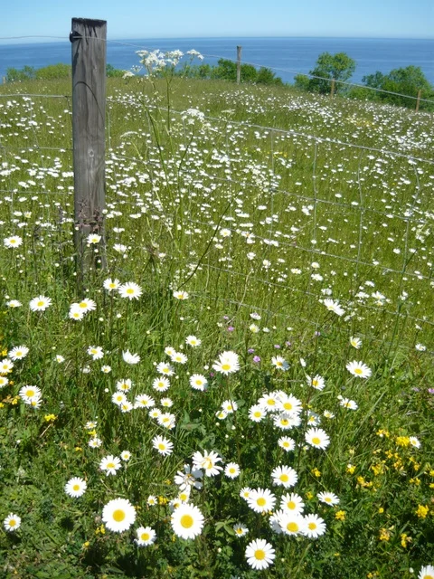 daisy.jpg